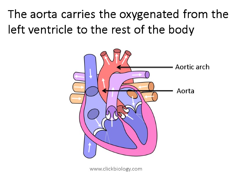 The aorta carries the oxygenated from the left ventricle to the rest of the